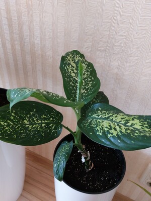 Фото №1 class=