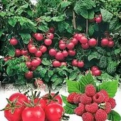 Кімнатний томат Малиновий розсип. Дуже солодкі. Найкращий час для посадки на зиму