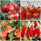 Насіння томатів- 15сортів