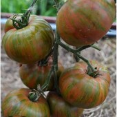 Томат Гарвард Сквер, 15 насінин