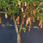 Тамаринд індійський. 5 насінин.