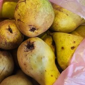 Домашня зимова солодка груша лот 5 кг