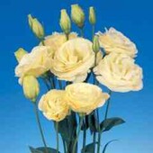 Еустома Маріачі F1 жовта 10 шт