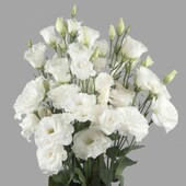 Еустома Маріачі F1 біла 10 шт.