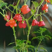 Семена горького перца "красная шапочка" 20 шт.