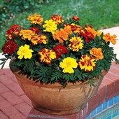 Бархатцы,Чорнобривці. Насіння з власного саду.Лот.300 насінин.