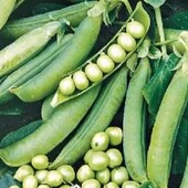 Насіння гороху Голландія 100 шт