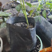 Мішки для розсади,10шт