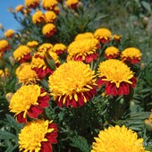 Чорнобривці махрові 2 сорти на вибір лот 1 пак.