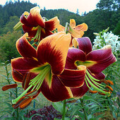 лілії сорту Red Morning