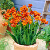 Фрезія махрова Orange -5шт