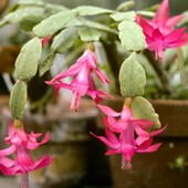 Рождественник, декабрист цветок Шлюмбергера, зигокактус, «Варварин цветок» 1 детка