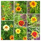 Насіння цинії міні