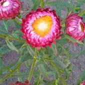 Насіння геліхрізум (сухоцвіт)