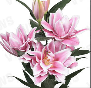 Фото №1 class=