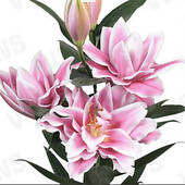 Лілія Східна 'Caserta' 12/14