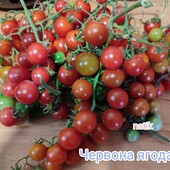 Томат Iva's Red Berry (Червона ягода вишні) )