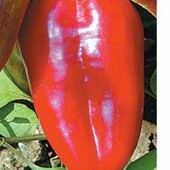 Moravoseed, Чехія. солодкий перець Андреа.