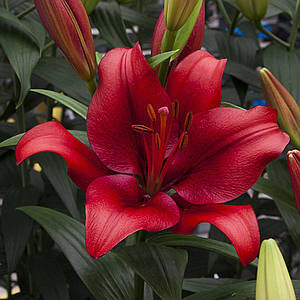 Фото №1 class=