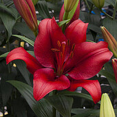 лілія Покерфейс 12/14