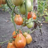 Неперевершений смачнючий крупноплідний томат "Італійський жеребець,20 насінин