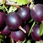 Саджанець Йошти великоплідний.(К-сть обмеженна)