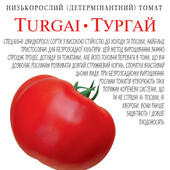 томат карликовий безрозсадний Тургай, 25 насінин,