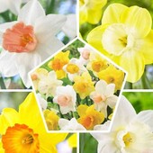 Мікс цибулин нарцисів з 10 штук