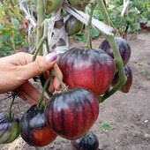 Неймовірний томат Сержант Пеппер, колекційний, 15 насінин