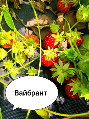 Фото №1