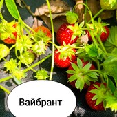 Полуниця Вайбрант, рання, 10 шт