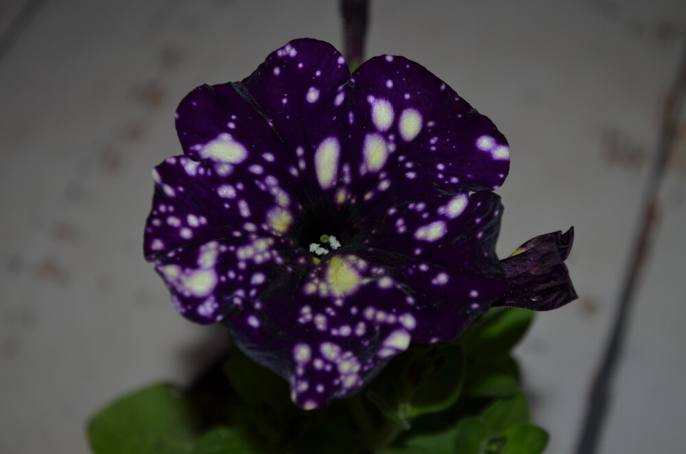 Фото №2