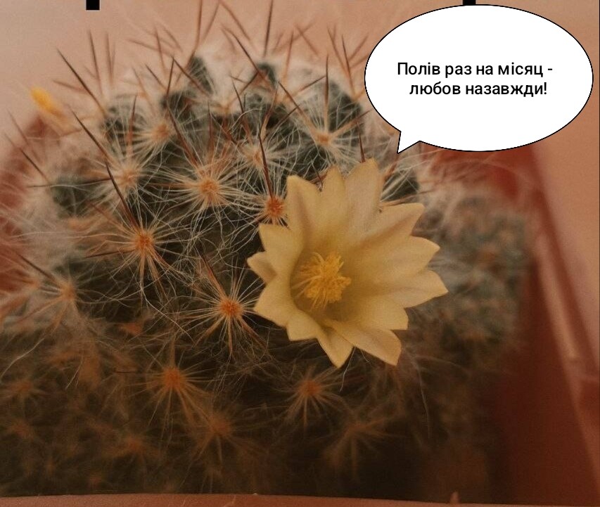 Фото №1