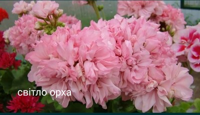 Фото №1 class=