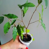 Фікус Бенджаміна Екзотика(Бенджаміна ‘Exotica’)