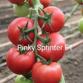 Lucky Seed. томат Пінкі Спрінтер F1, скоростиглий, високорослий, солодкий рожевий томат.