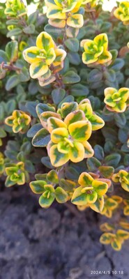 Фото №4