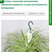 Хлорофітум варієгатний + будра варієгатна в підвісному кашпо