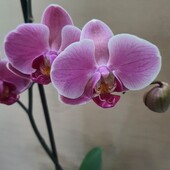 Орхидея фаленопсис Нарбонна (Phalaenopsis Narbonne)
