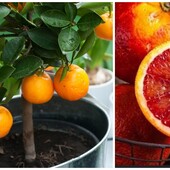 Апельсин кара-кара cara cara navel orange отросток, саженец 1 шт. росток