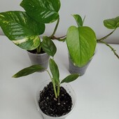 Подростки с хорошими корнями- один на выбор-Калатея, лиана, сциндаптус..