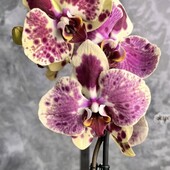 Адаптований підліток Exotic Punch