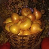 Цибуля домашня, якість супер