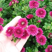 хризантема мультифлора, у лоті кущ
