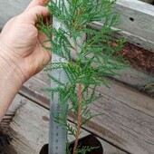 ялівець середній Mint Julep у горщику або розсадному рукаві 0,5л