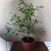 Фикус. Сорт Кинки.