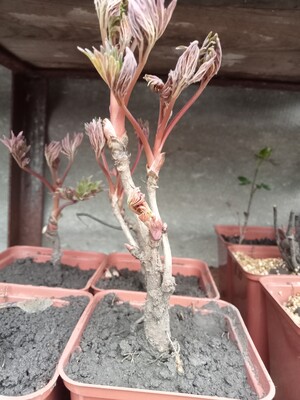 Фото №2