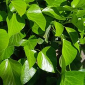 плющ колхідський у горщику 0,5л