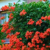 Яскрава ліана - Кампсис помаранчевий "Speciosa" Лот - 3кущ (корінці))