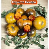 Томат Охриста Венера